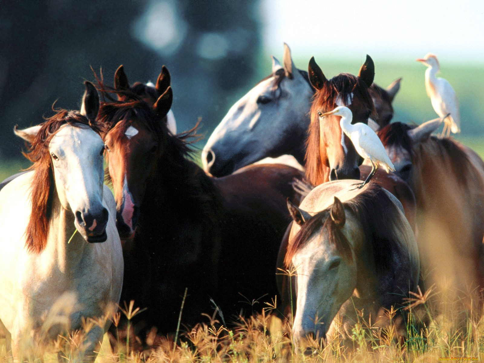 youngstock, lusitano, , 